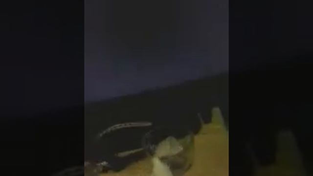 Kevlin rocha смотреть онлайн
