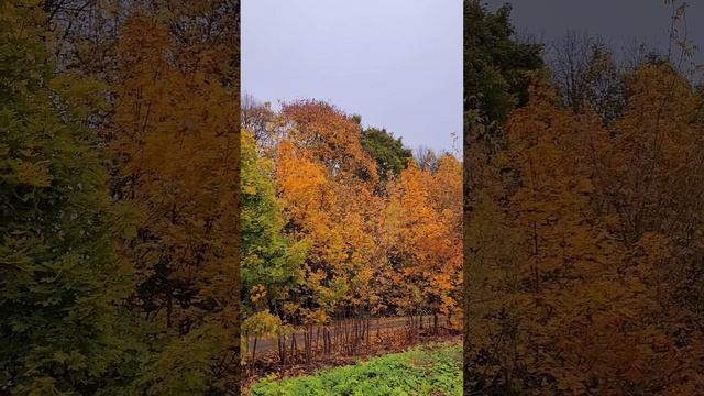 Бутовский лес. Золотая осень. Октябрь 2024г (Часть 2).mp4 смотреть онлайн