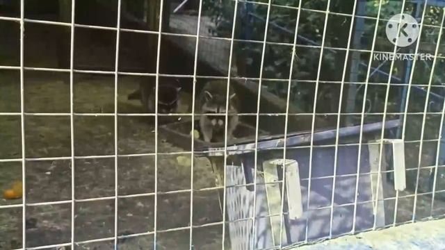 енот эффекты rutube смотреть онлайн