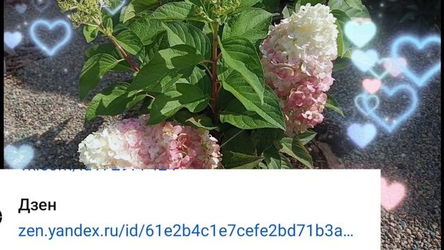 Всех жду на моём канале, переходите на ДЗЕН😊🌺🌺🌺 смотреть онлайн