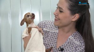 Как правильно мыть собаку?