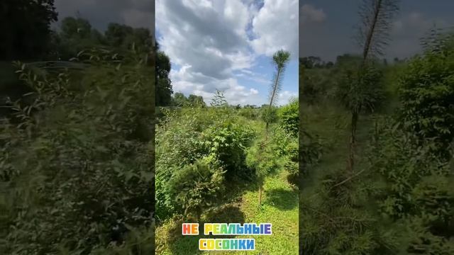 Катание свадьбы, своими руками 😜, Авто на свадьбу от BcCadillac, покатушки смотреть онлайн