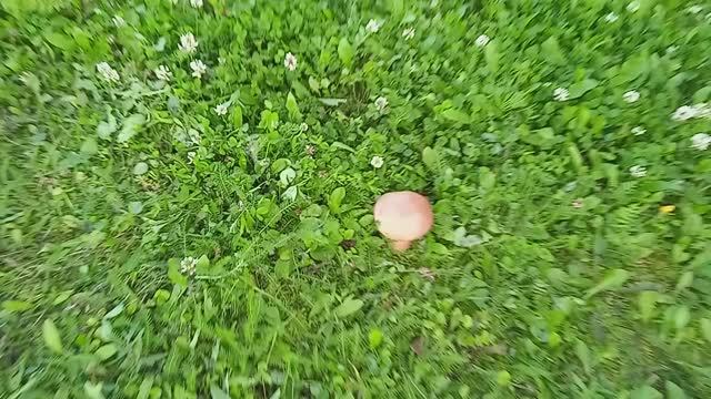 грибы на участке