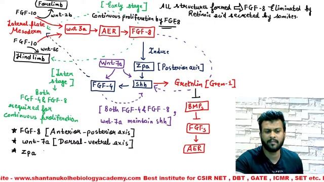 Limb Development PYQs | CSIR NET Life Science PYQs | Developmental Biology смотреть онлайн