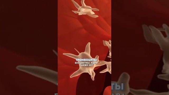 Форменные элементы крови за 30 секунд #еленазеленская #умскул #биология смотреть онлайн