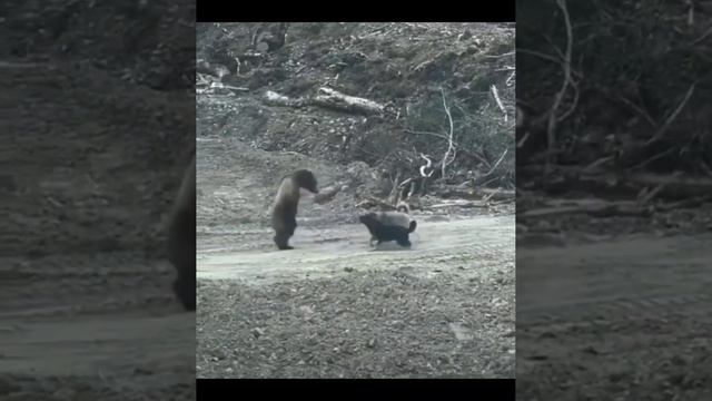 Прикольные животные, смешная подборка. смотреть онлайн