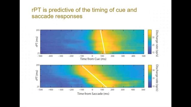 Talk: Prefrontal neural activity underlying maturation of antisaccade task performance смотреть онлайн