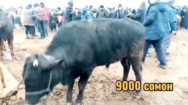 МОЛБОЗОР!.. #ШАХРИТУЗ 03.01.2021 ГОВИ ЧУШО БУЗ ГУСПАН БУКА МОЛИМАИЛА #ДУСЛАР смотреть онлайн