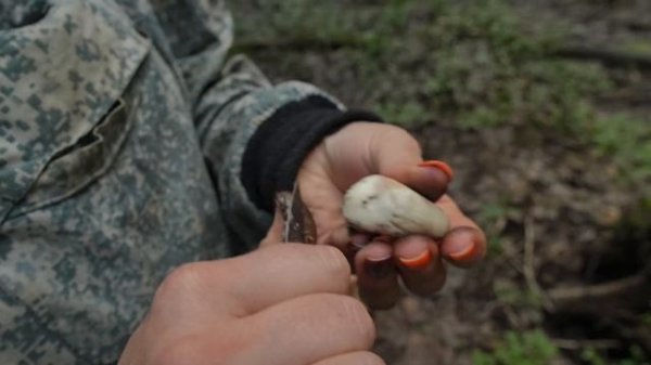 Грибная разведка 28 августа 2024. Всеволожский район.