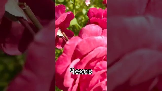 В моём саду... Розы сорта Антон Чехов и Каролина Харт