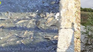 Столько много рыбы я ещё не видел.