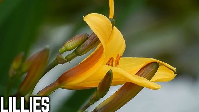 Russia Geography and Culture Song For Kids - Learn Fun Facts About Russia смотреть онлайн