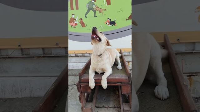 Занятия лабрадора 5 месяцев