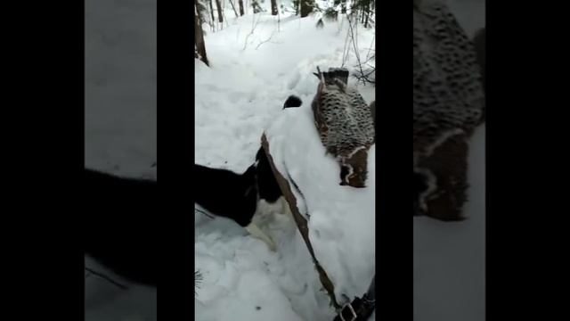Охота с лайками смотреть онлайн