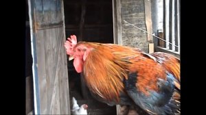 № 26 ! Песенка о здоровых привычках