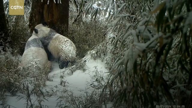 Park in SW China discovers precious footage of giant panda and her cub смотреть онлайн