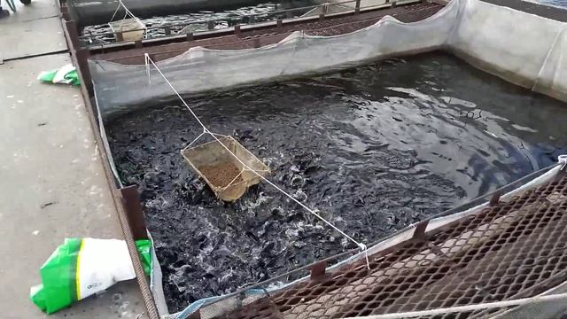 Кормить карпа зимой или нет?! смотреть онлайн