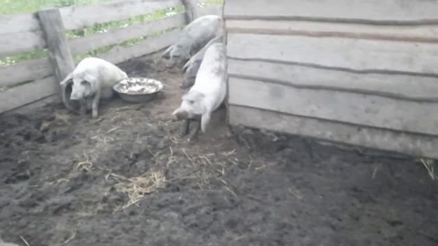 БАНЯ НА РЕКЕ. ГРИБАЛКА. 🍄🍄жизнь в деревне смотреть онлайн