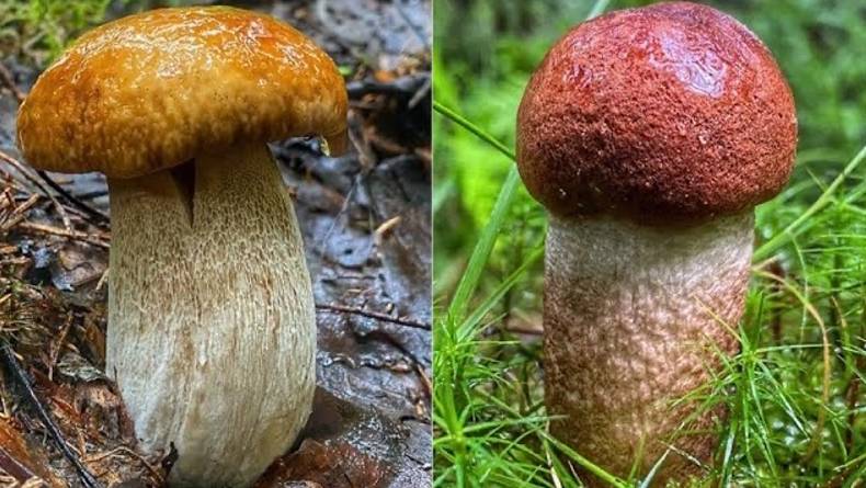 НАЧАЛОСЬ! БЛАГОРОДНЫЕ ГРИБЫ НАЧИНАЮТ ВЫПОЛЗАТЬ ИЗ УКРЫТИЙ | ТИХАЯ ОХОТА В ЕЛОВОМ ЛЕСУ | ГРИБЫ 2022 смотреть онлайн