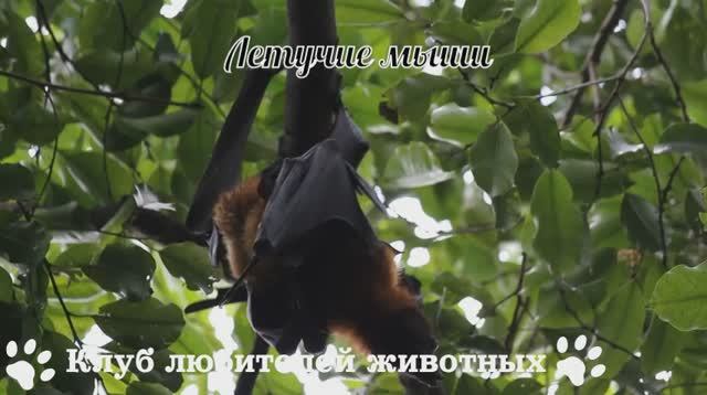 Летучие мыши