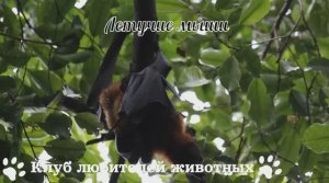 Летучие мыши