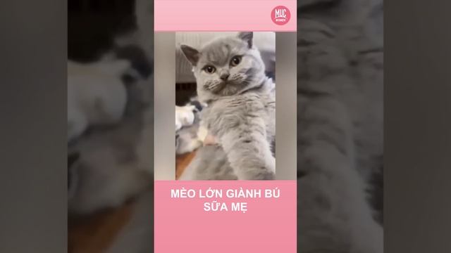 Mèo lớn giành bú sữa mẹ смотреть онлайн
