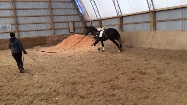 Cassanova lunging 01/17 смотреть онлайн