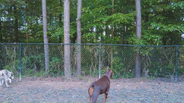 DJi Pocket 2 video at Dog Park смотреть онлайн