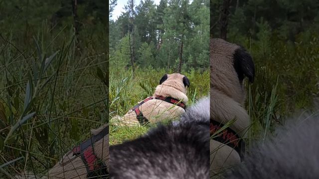 Осенняя кручина смотреть онлайн