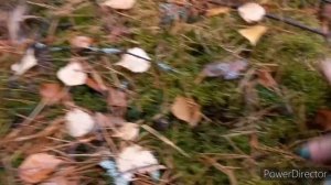 ГРИБЫ Боровые ГИГАНТЫ-Мутанты Откопыши , Есть! ВТОРАЯ Волна Боровиков .СЕРДЦЕ НЕ ВЫДЕРЖИВАЕТ.