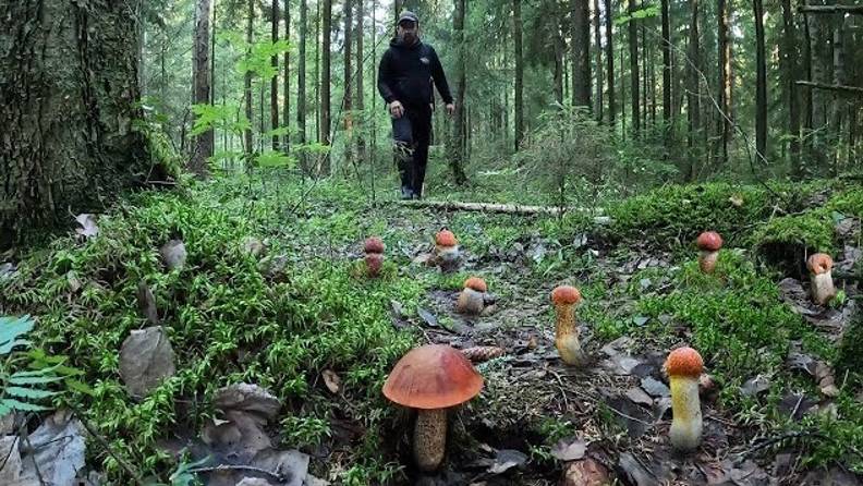 МОЛОДЫЕ ПОДОСИНОВИКИ НАЧИНАЮТ СВОЙ РОСТ | ТАИНСТВЕННЫЙ ЛЕС ЗАИГРАЛ НОВЫМИ КРАСКАМИ | ГРИБЫ 2022 смотреть онлайн