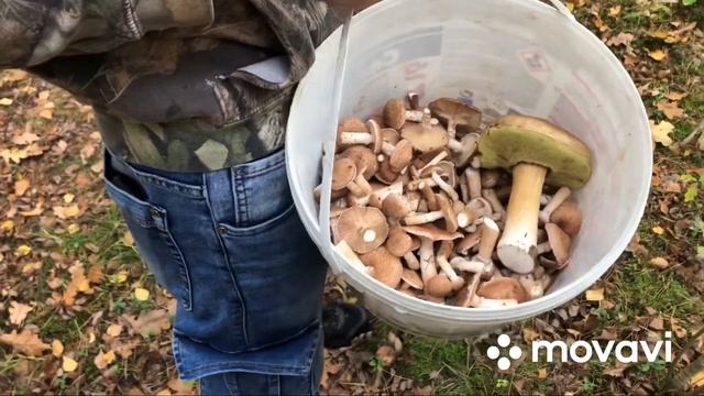 Возвращаемся из Польши… смотреть онлайн