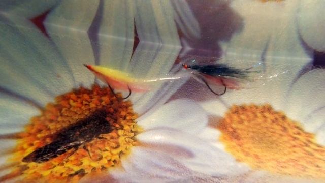 Гнутыши Мерцающие. Поведение в воде. смотреть онлайн