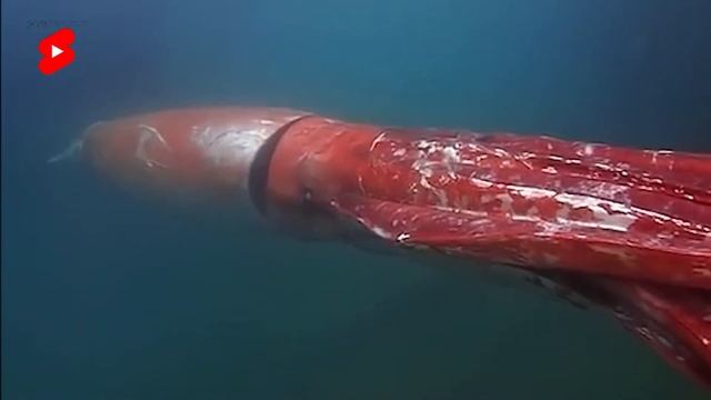 Giant squid captured on camera. A monster from the deep: a giant squid! смотреть онлайн