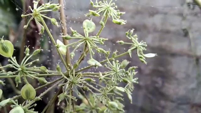 Cooking organic & healthy village food in lunch☘️|@sangitakitchen4409 смотреть онлайн