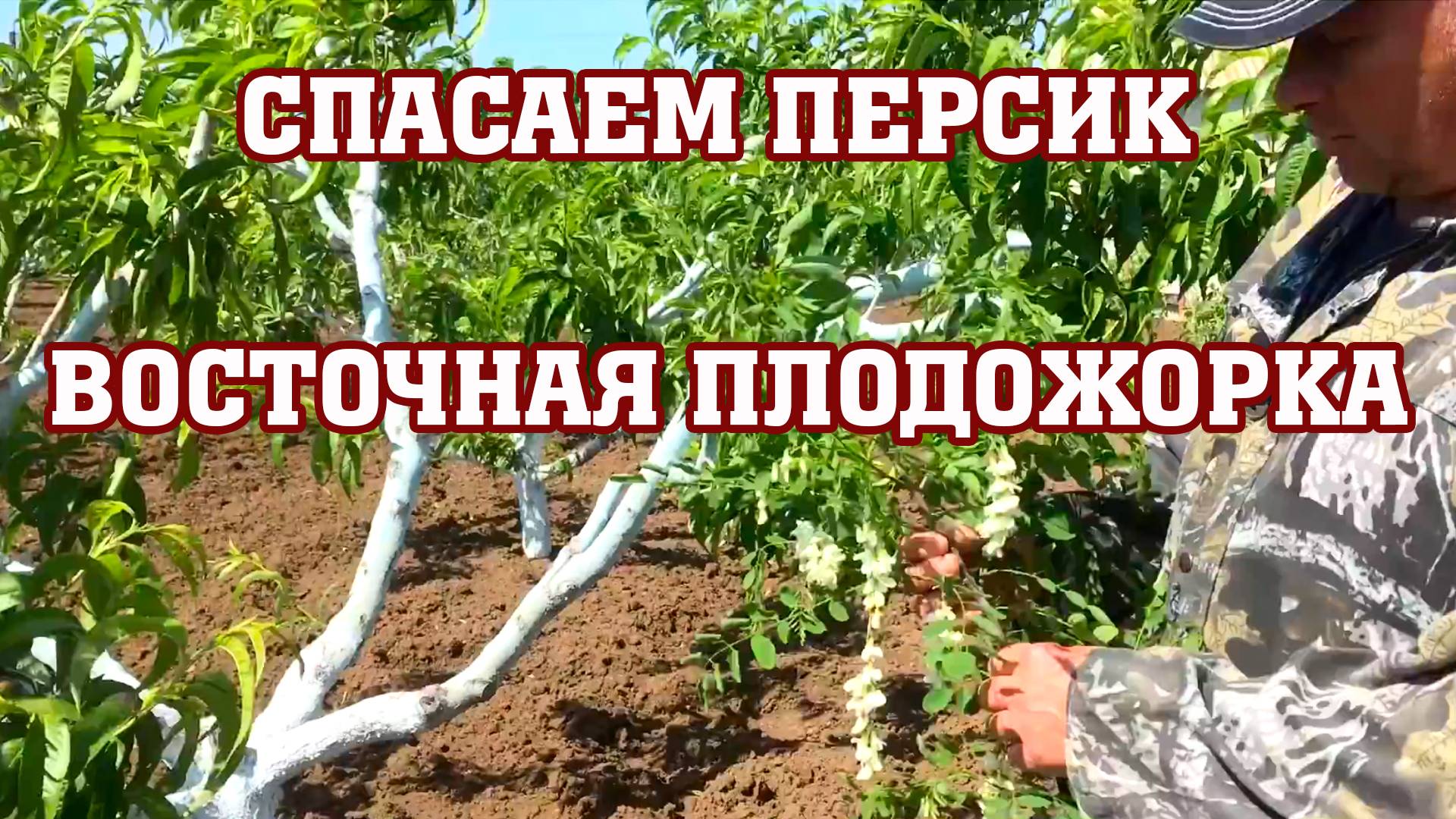 Как легко побороть ВОСТОЧНУЮ ПЛОДОЖОРКУ!!! смотреть онлайн