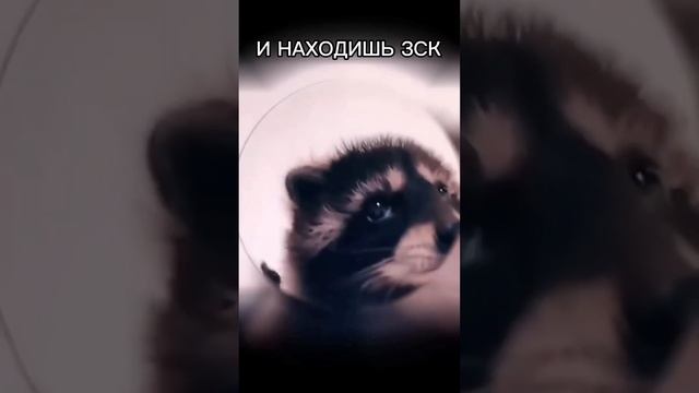 Педро Педро Педро ЗСК #глэмпинг #glamping #тренды #енотик смотреть онлайн