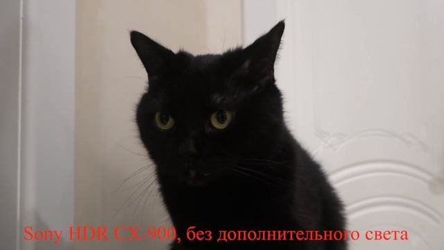 Кошачий домик своими руками. Обновление. смотреть онлайн