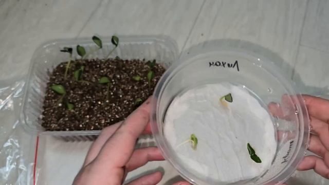 ЖАЛЕЮ, что раньше так не сажала ОГУРЦЫ, теперь сею только так, проверено, работает! смотреть онлайн