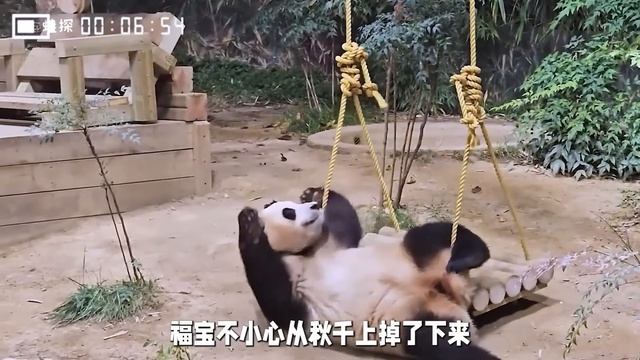 福宝每天都在吃吃睡睡，把房间破坏的乱七八糟，爷爷也是一脸无能为力【蛙探】 смотреть онлайн