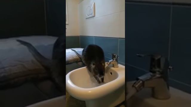 Нутрия моется