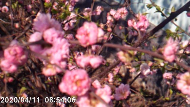 DSCF0001Пасхальная роза.