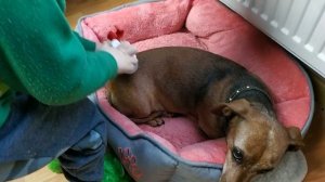 РОБИМО УКОЛ!!!! СОБАЧЦІ ( собачка Грейс захворіліа ) мультик про укол