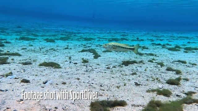 SeaLife SportDiver Underwater Smartphone Housing: ScubaLab First Look смотреть онлайн
