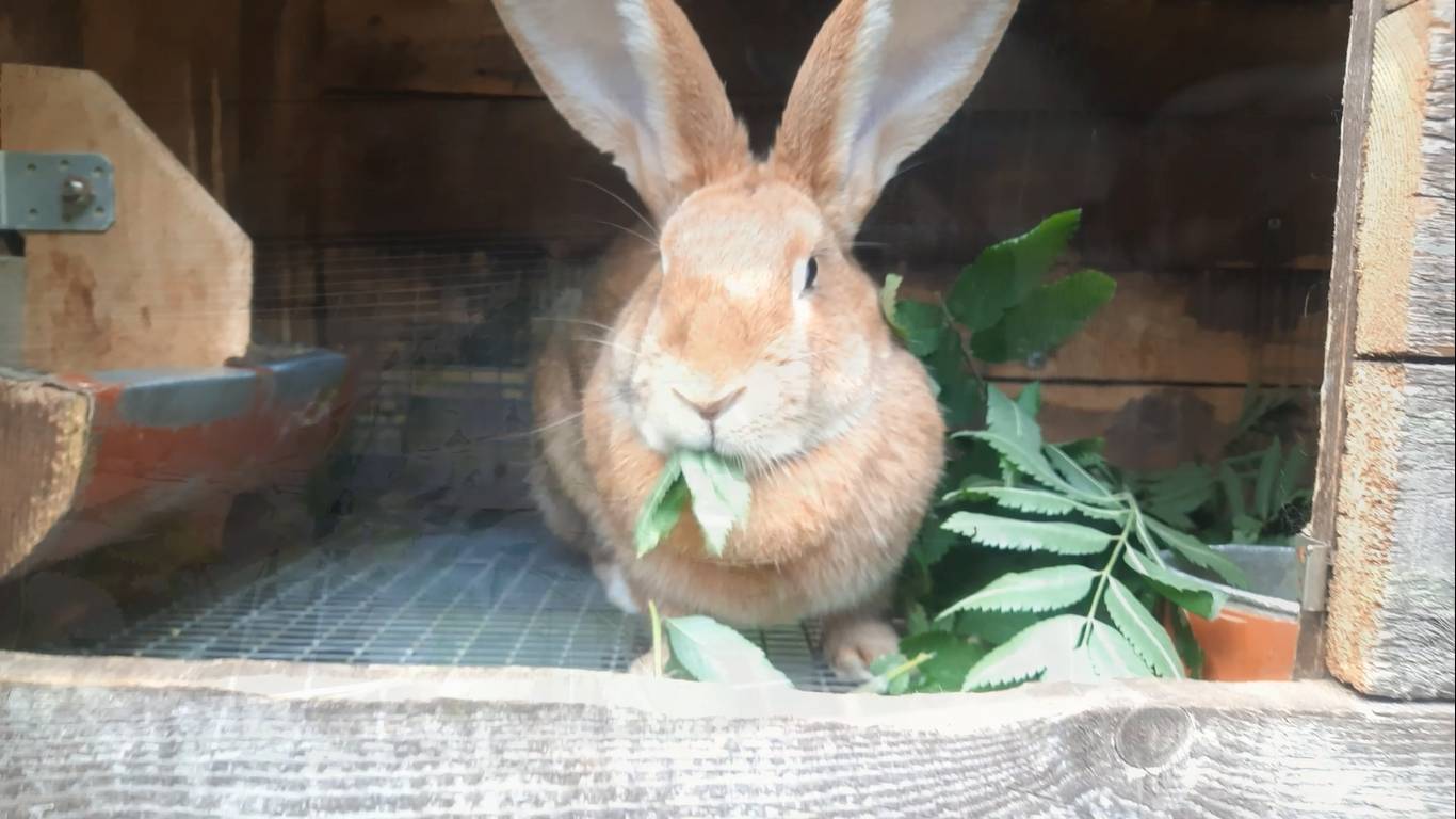 Вкусняшки для кроликов, но всё в меру