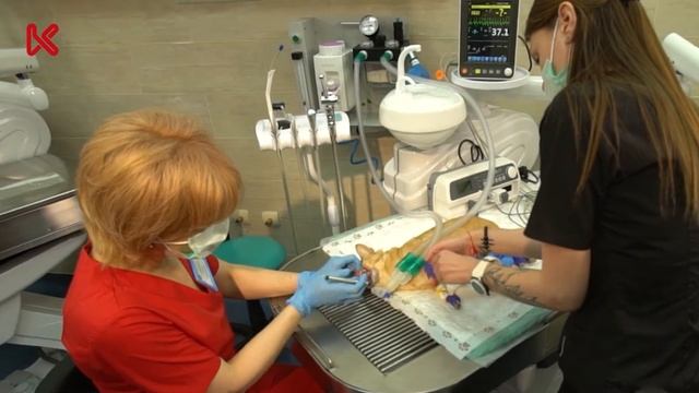 Фильм-расследование. УЗ-чистка зубов собак и кошек в ветеринарной клинике или у грумера. смотреть онлайн