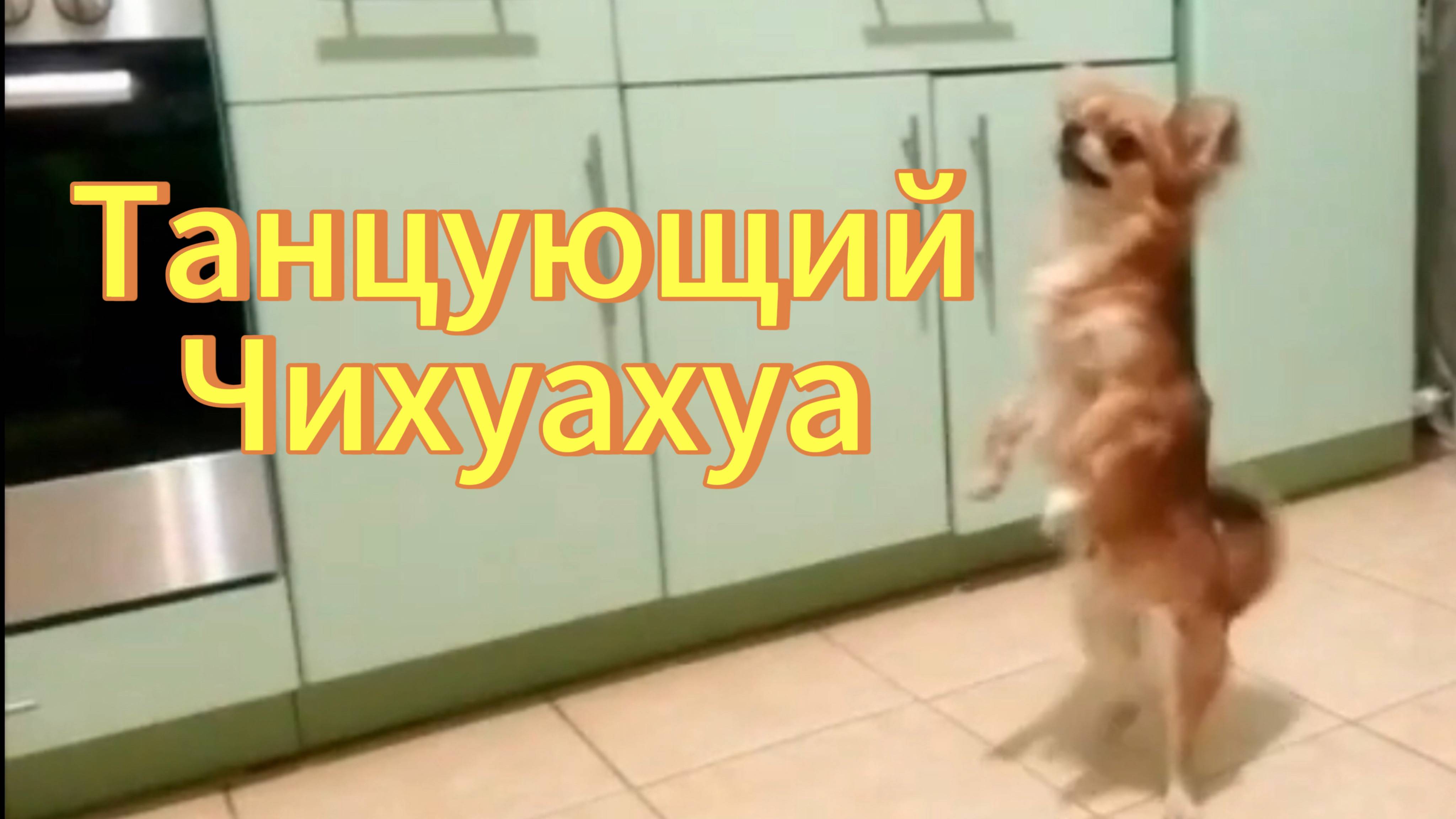 Чихуахуа прикольно танцует. Собака танцует. смотреть онлайн
