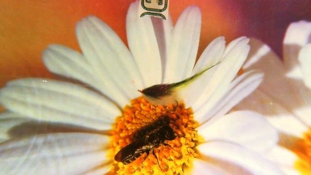 Стример Марток. Поведение в воде. смотреть онлайн