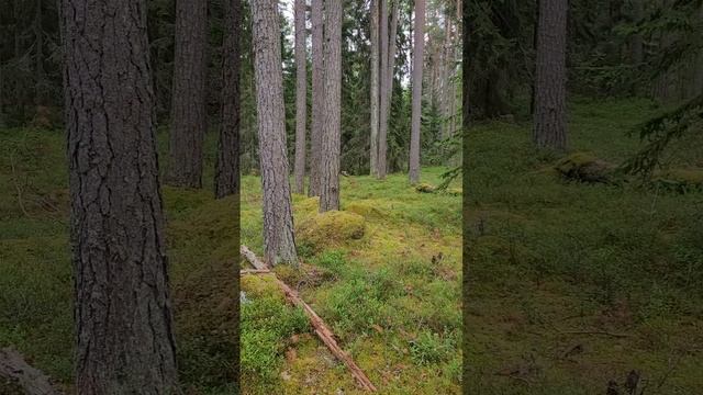 Карелия 2024. Сказочный Карельский лес. Июль 2024г (Часть 1).mp4 смотреть онлайн