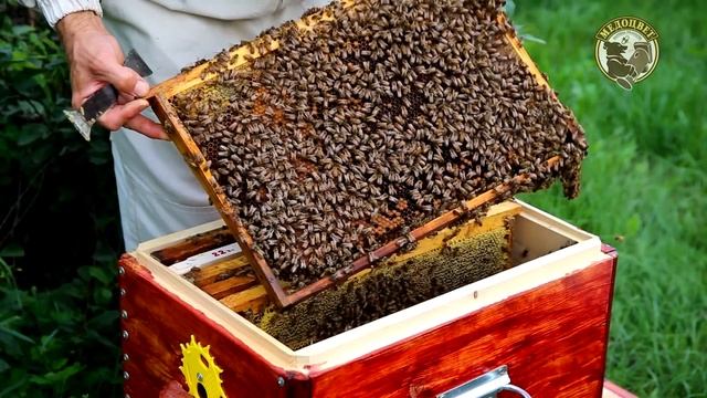 ИО зимовалые Матки ИО получить в мае, зимовалых